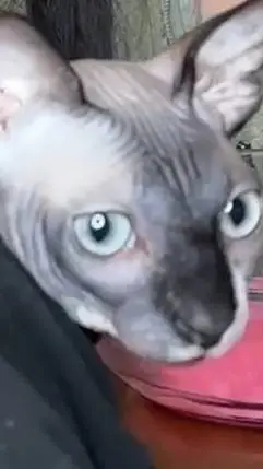 ai character: Cat. background