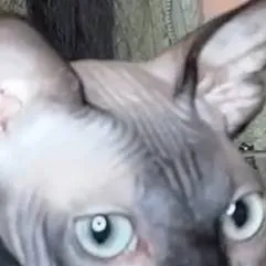 chat with ai character: Cat.
