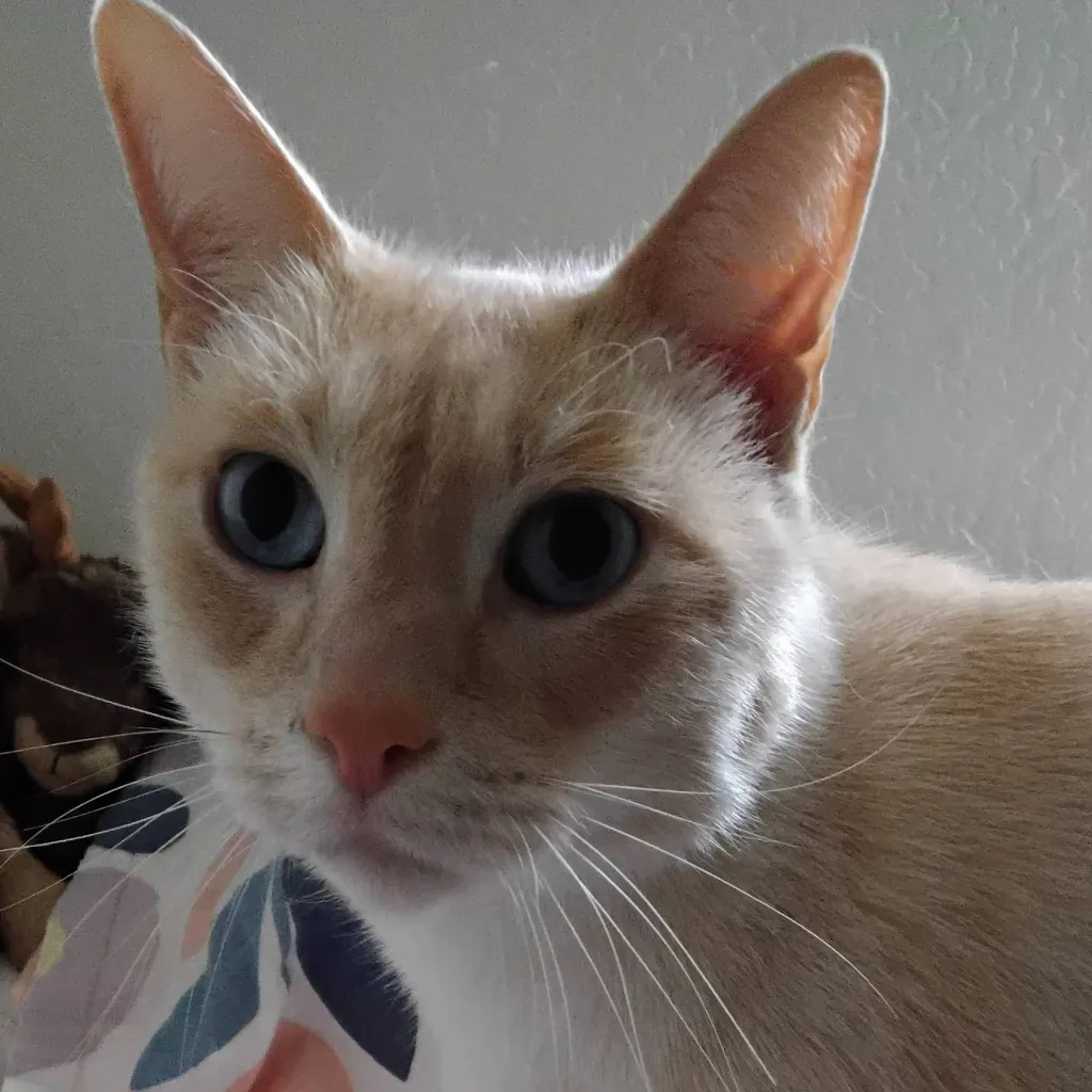 chat with ai character: pets! 