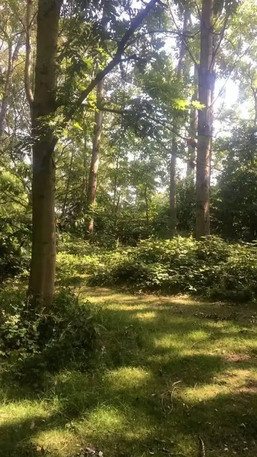 ai character: Woodwalkers  background