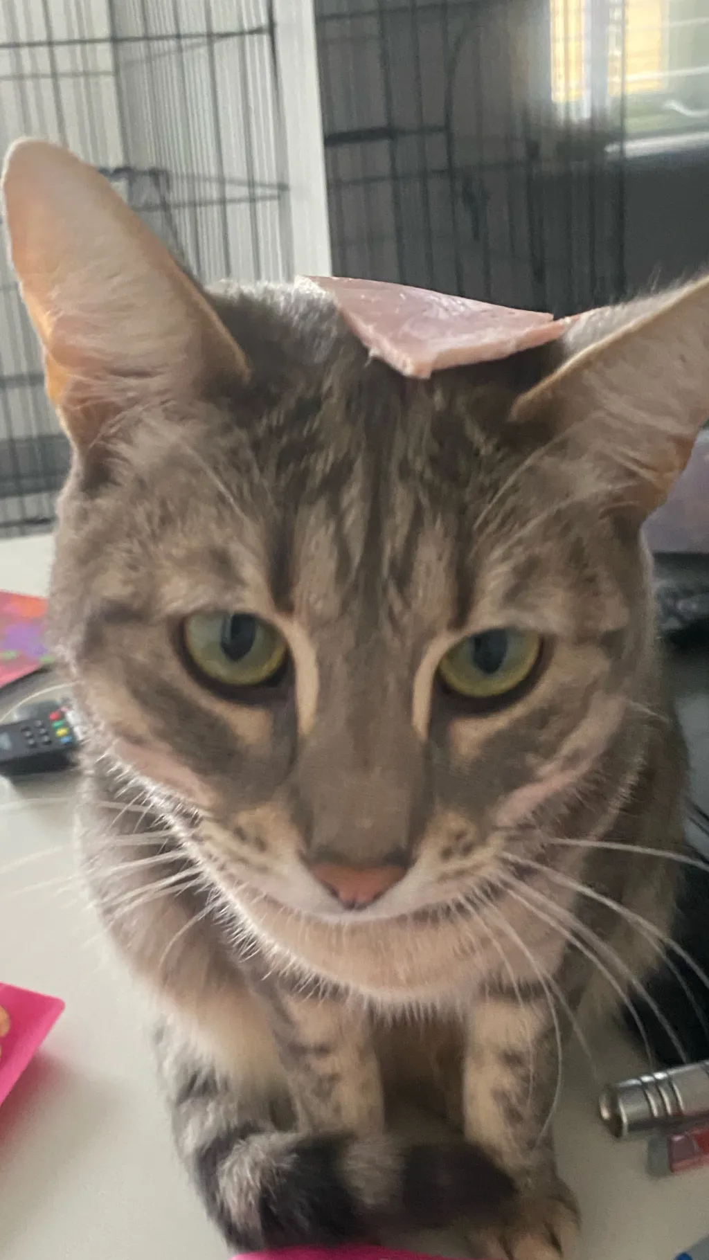 ai character: My cat  background