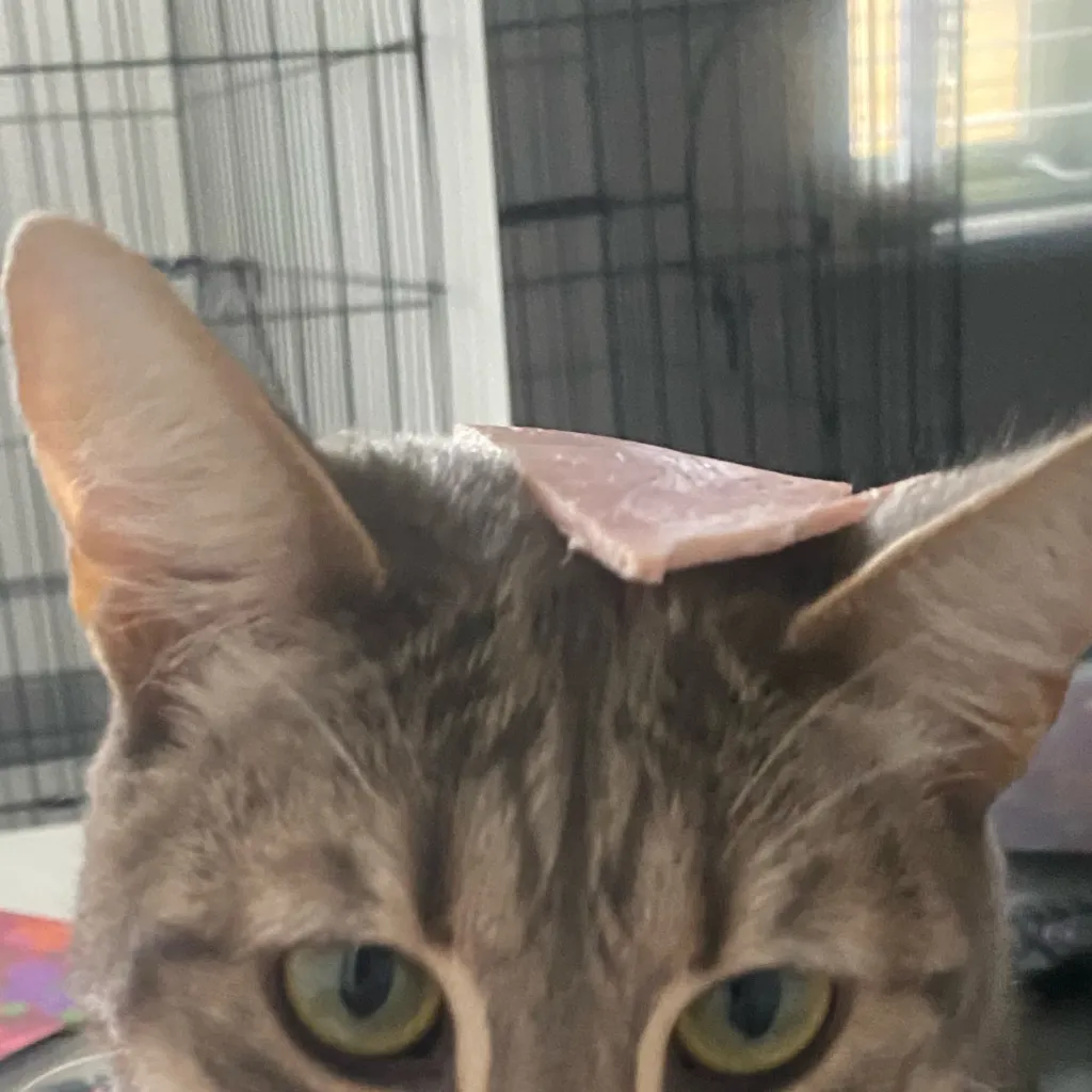 chat with ai character: My cat 