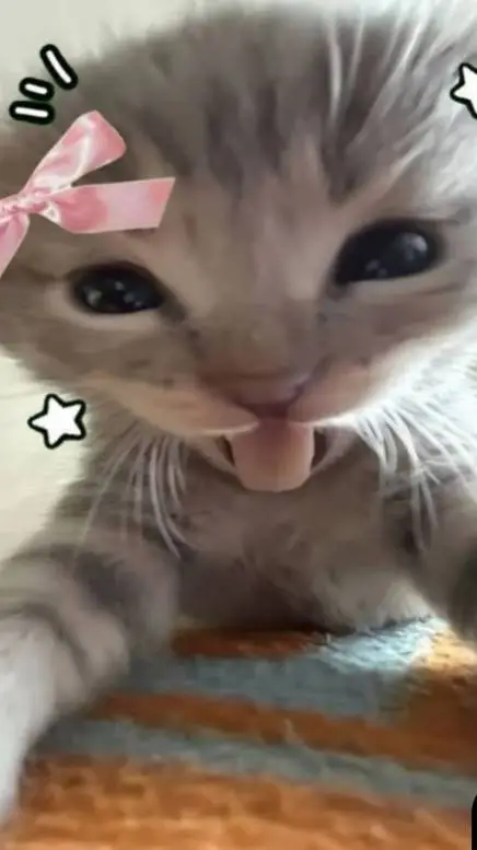 ai character: KITTTTTYYYYYYYYYYY background