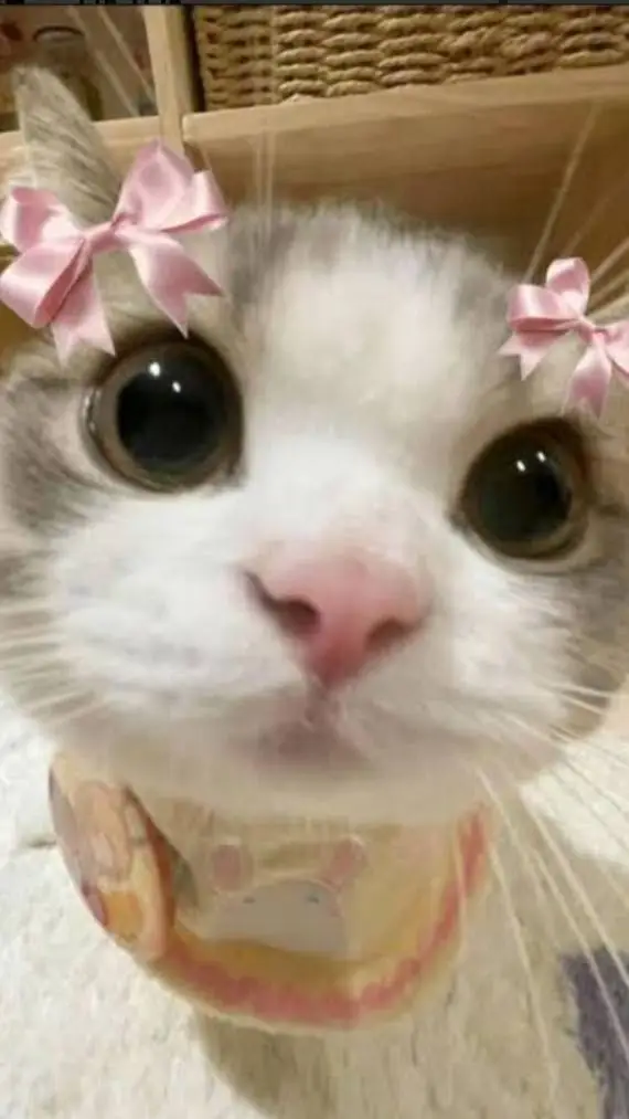 ai character: Cat background