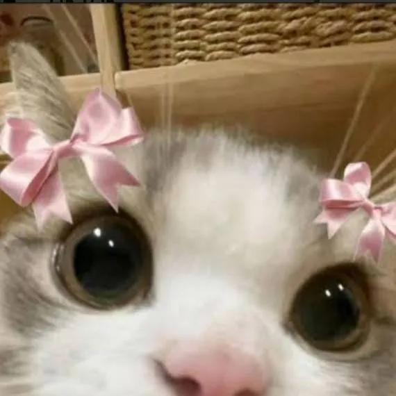 chat with ai character: Cat
