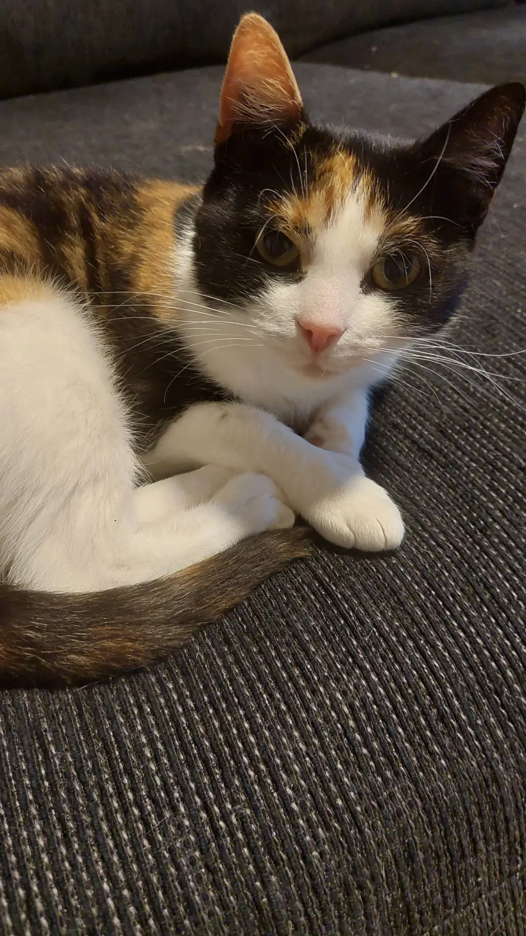 ai character: Crazy cat  background