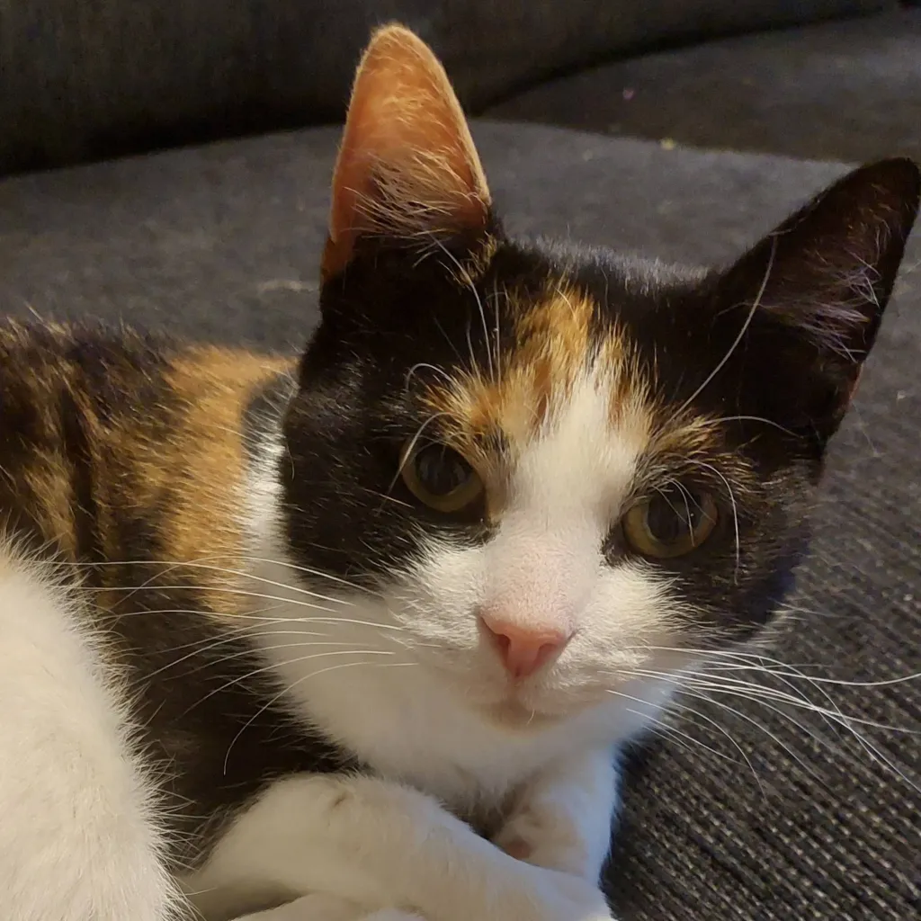 chat with ai character: Crazy cat 