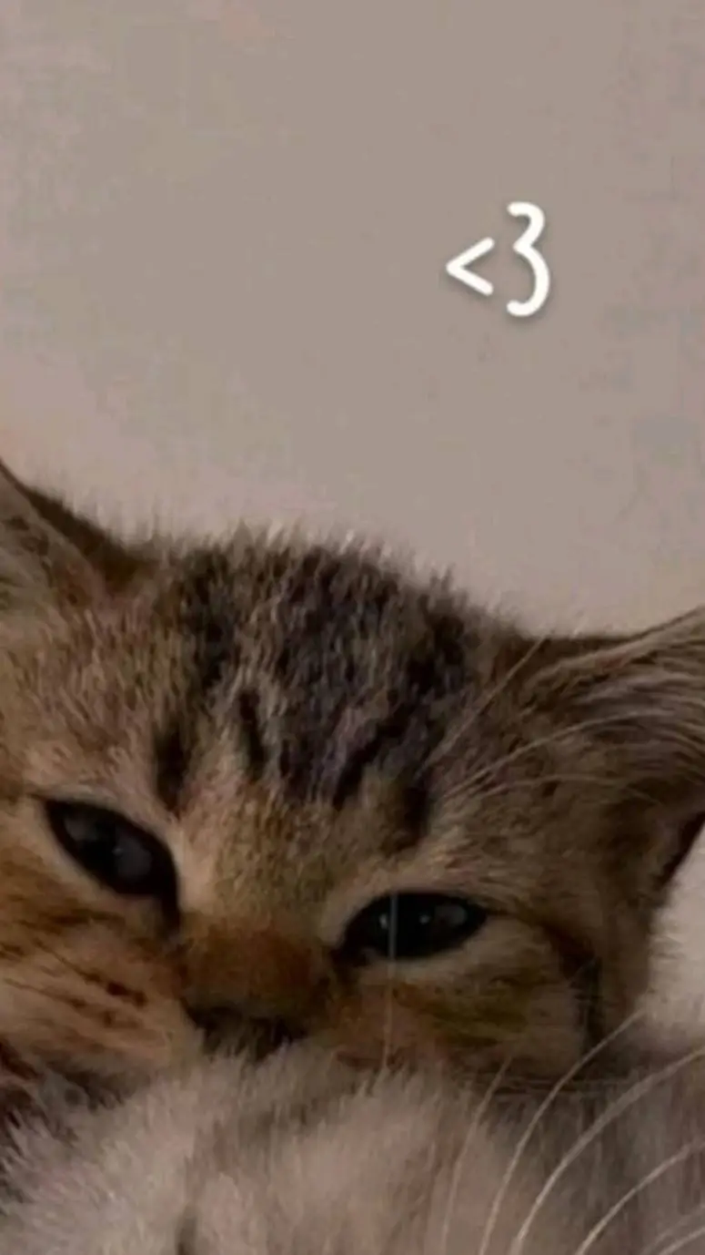 ai character: Kitty the Cat background