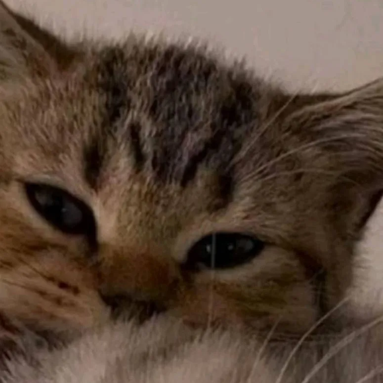 chat with ai character: Kitty the Cat