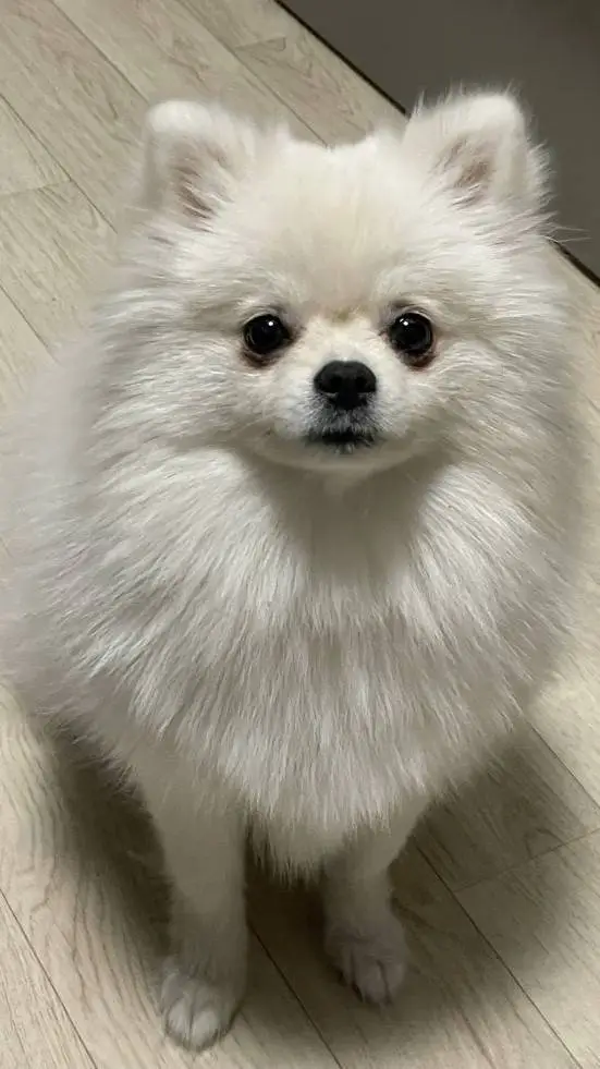 Talkie AI - Chat with ugly Pomeranian