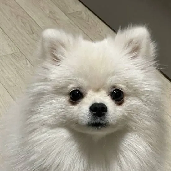 chat with ai character: ugly Pomeranian