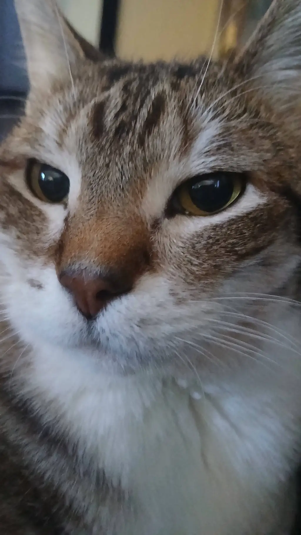 Talkie AI - Chat with Bfdi But U A Cat