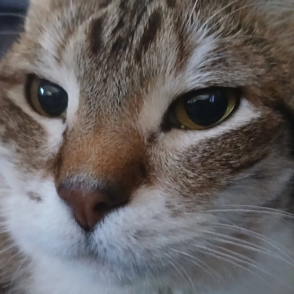 chat with ai character: Bfdi But U A Cat