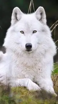 ai character: Víctor el lobo background