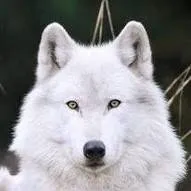 chat with ai character: Víctor el lobo