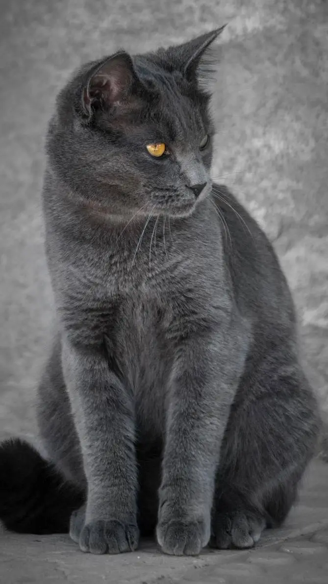 ai character: Alex el gato background