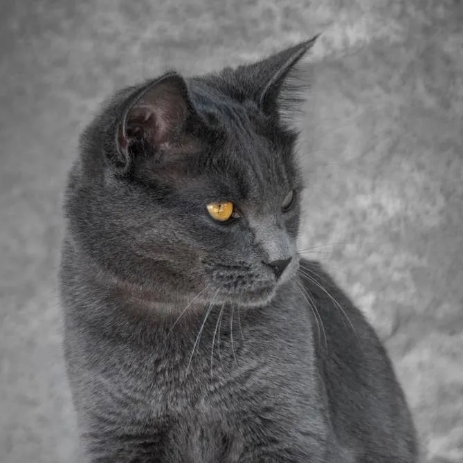chat with ai character: Alex el gato