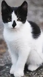 ai character: Oreo  background