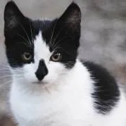 chat with ai character: Oreo 