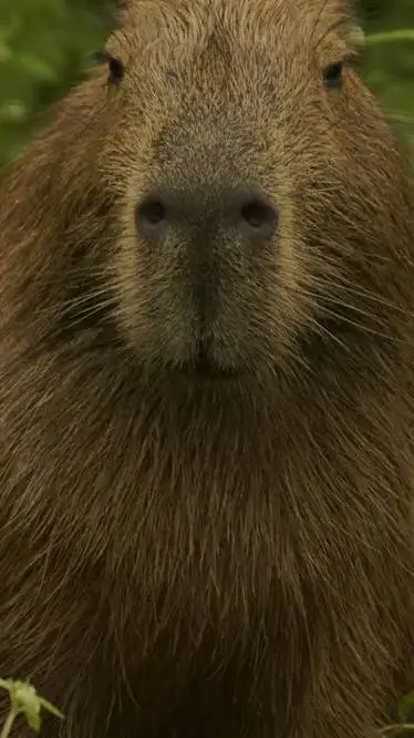 ai character: capibara background