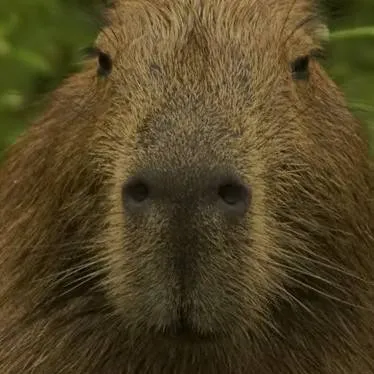 chat with ai character: capibara