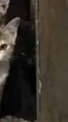 ai character: 𖤓black cat𖤓 background