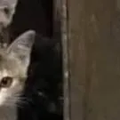 chat with ai character: 𖤓black cat𖤓