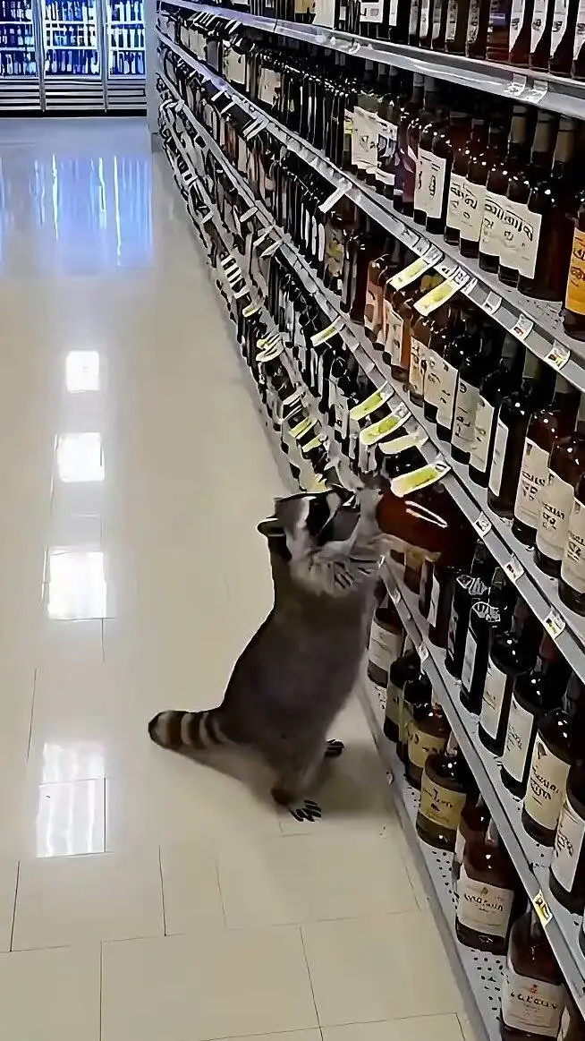 Talkie AI - Chat with Raccoon