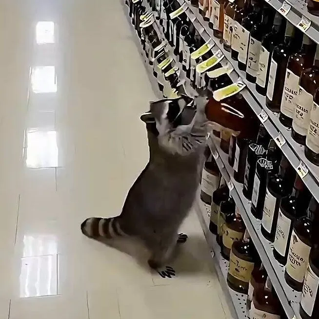 chat with ai character: Raccoon