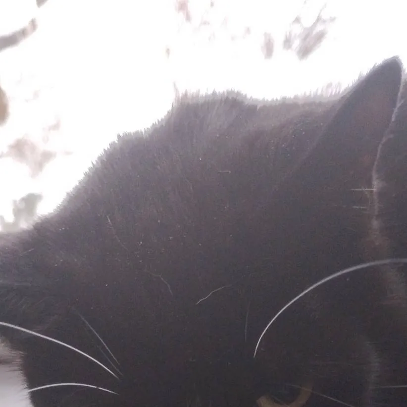 chat with ai character: kitty
