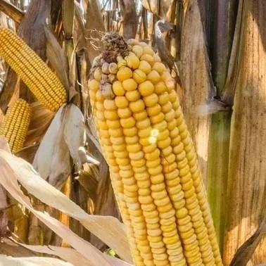 chat with ai character: Corn&No-eulXbus!!!