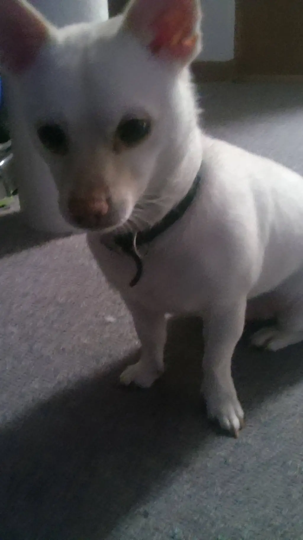 ai character: your puppy  background