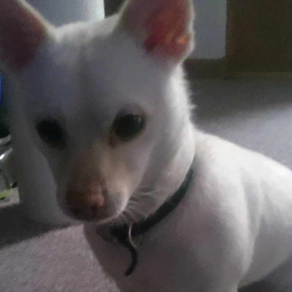 chat with ai character: your puppy 