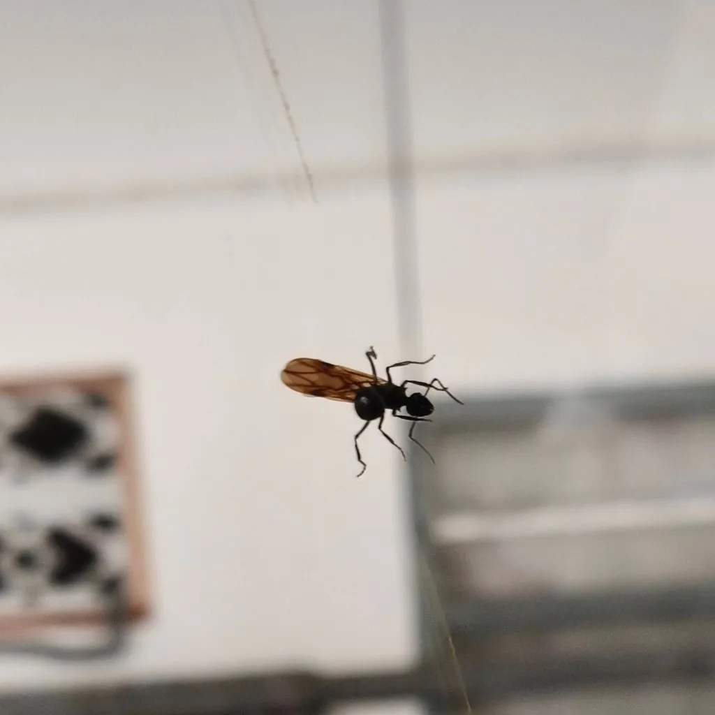 chat with ai character: ur pet bug:3