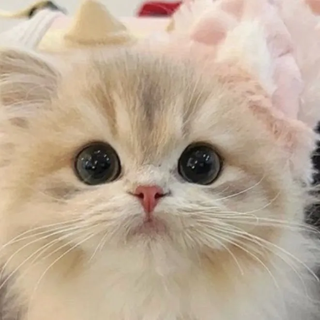 chat with ai character: 🎀SUNDAY🎀