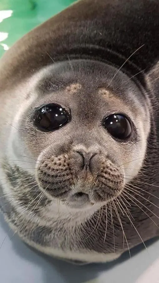 ai character: Baikal seal background