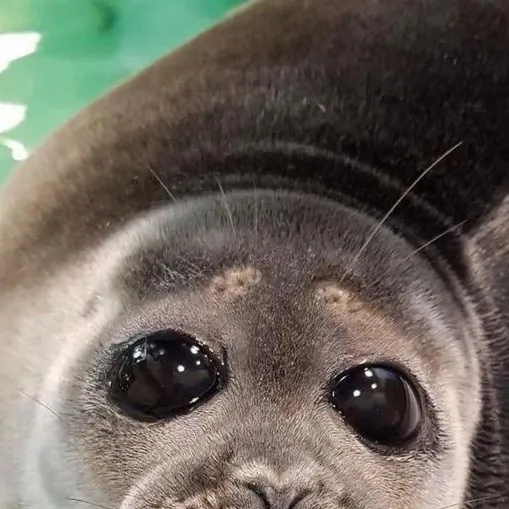 chat with ai character: Baikal seal