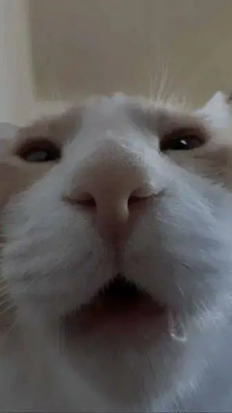 ai character: Cat. background