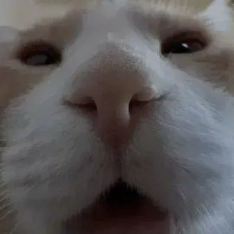 chat with ai character: Cat.