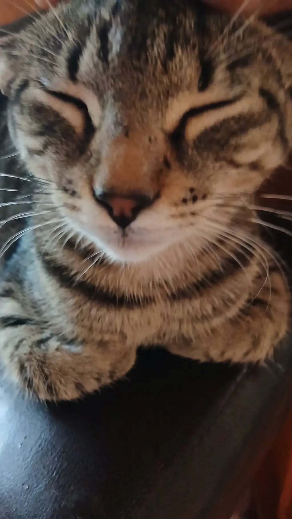 Talkie AI - Chat with Warrior Cats RP