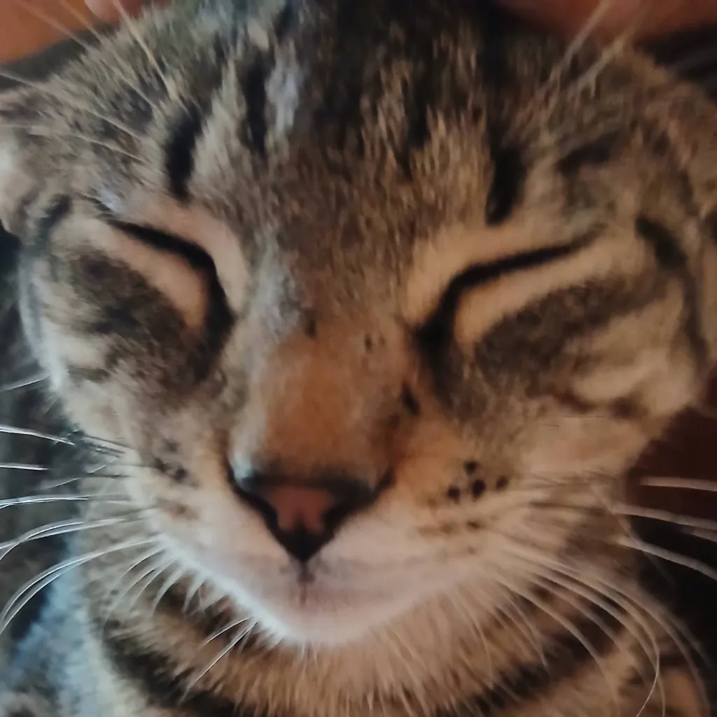 chat with ai character: Warrior Cats RP