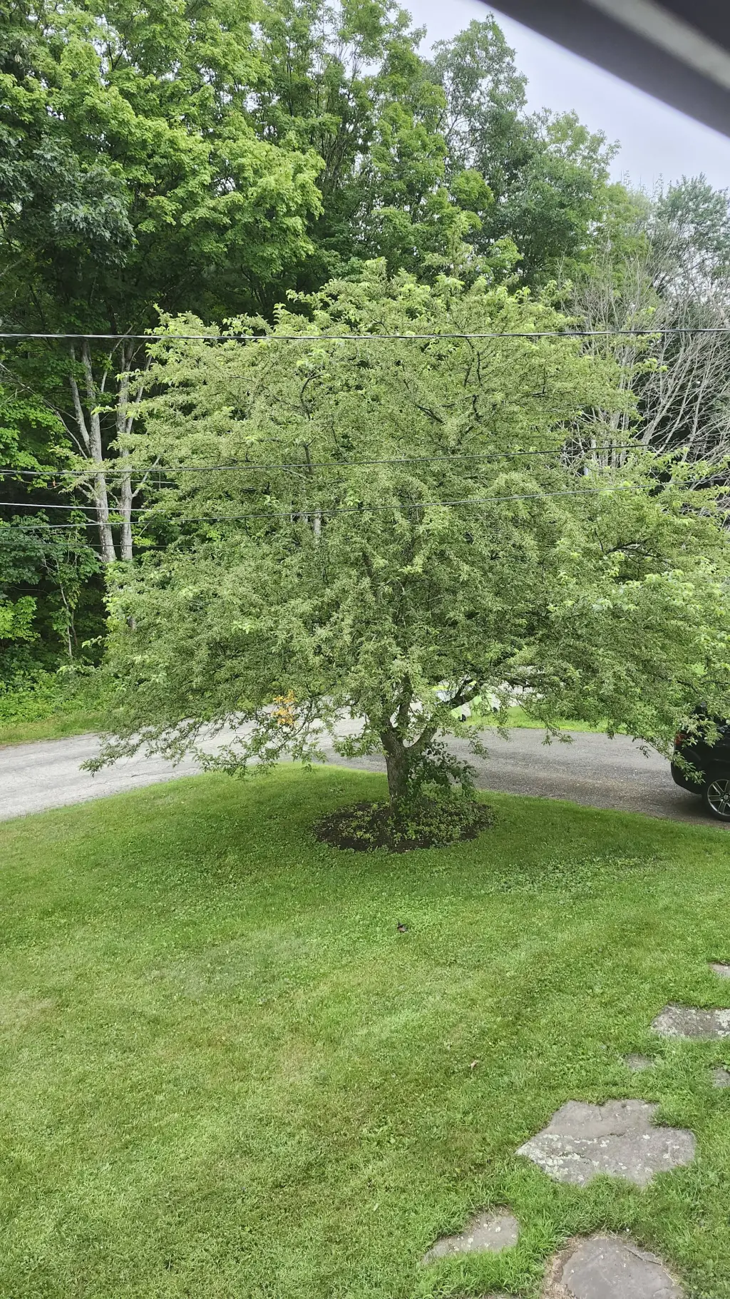 ai character: TREE background