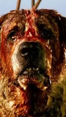 ai character: Cujo  background