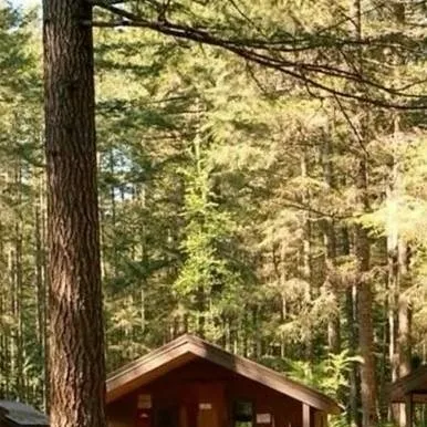chat with ai character: Camp Pinewood