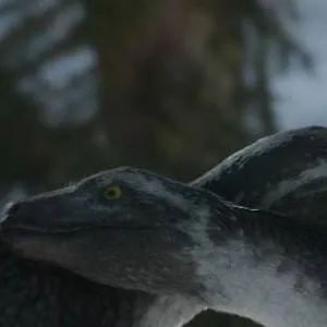 chat with ai character: utahraptor hembra 