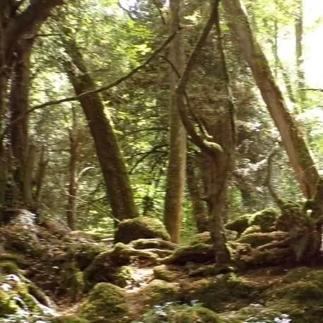 chat with ai character: woodwalkers 🌲🍃