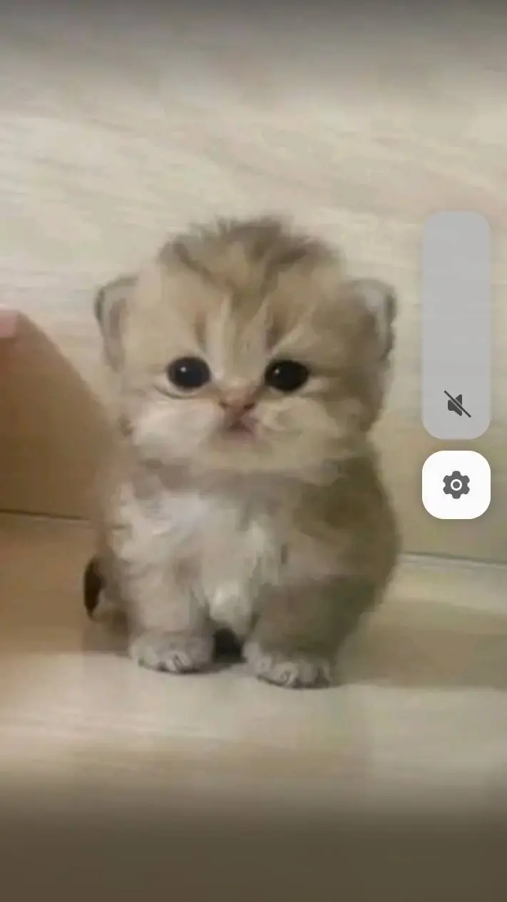 ai character: Tu gato bebe lindo background