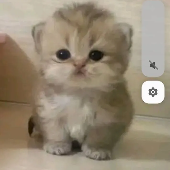 chat with ai character: Tu gato bebe lindo