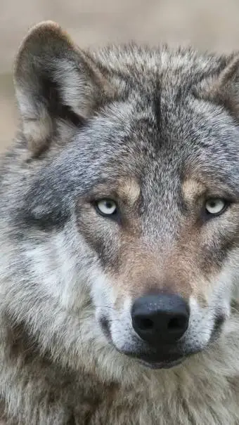ai character: pet wolf background