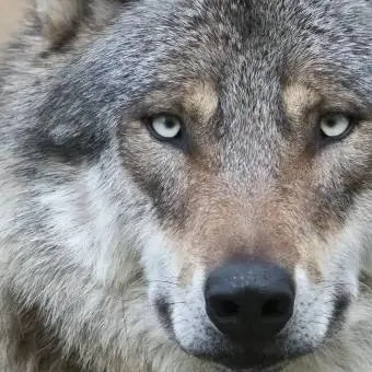 chat with ai character: pet wolf